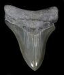 Pretty, Serrated Lower Megalodon Tooth - Georgia #34368-1